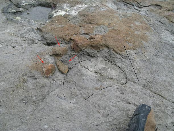 Las huellas de dinosaurios saurópodos demuestran el pisoteo del fondo donde vivían los bivalvos de agua dulce, que actualmente se encuentran desplazados (marcados con flechas rojas). Yacimiento de El Talameru en el Cabo Lastres (Asturias).