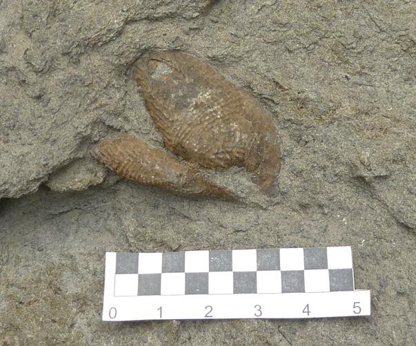 Holotipo de la especie Asturianaia lastrensis. Yacimiento de El Talameru en el Cabo Lastres (Asturias).