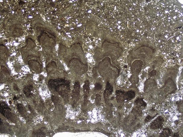 Sección de una microbialita sobre una concha de almeja de agua dulce del Jurásico. Yacimiento de los acantilados de Abeu en Ribadesella (Asturias).